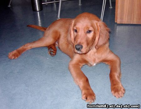 Irish Red Setter