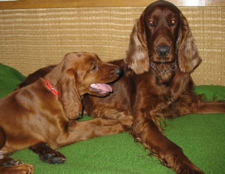 Irish Red Setter Mama ich muss gehen,Alan am 13.11.05 mit 11 Wochen