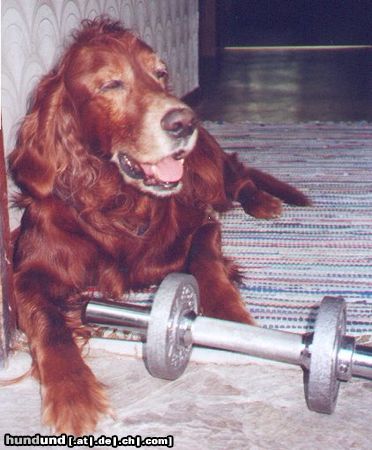 Irish Red Setter benny k.o. nach seinem training