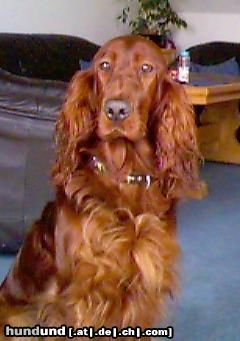 Irish Red Setter Arielle vom Talismann