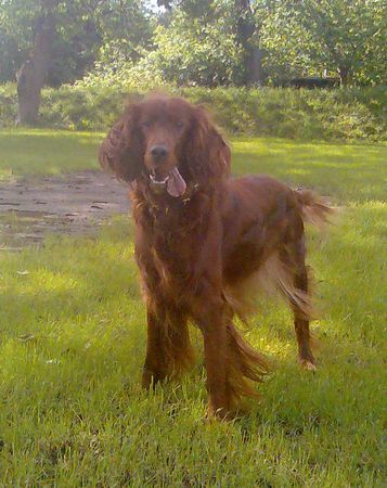 Irish Red Setter Ariella vom Talismann