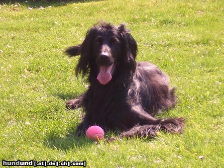 Irish Red Setter Arko, die schwarze Kaffebohne 