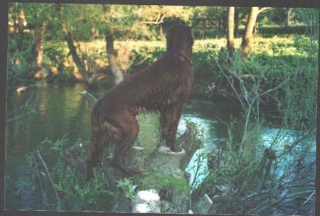 Irish Red Setter Joker