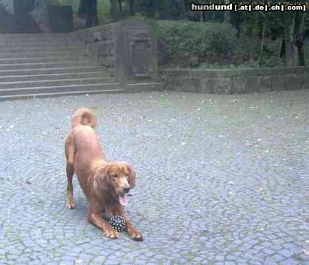 Irish Red Setter San Diego als Junghund mit Ball