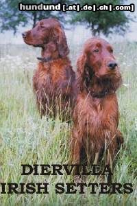 Irish Red Setter Allodee Cinammon's and Rabala od Zagrebacke Gore. More photos you can find on our web-page.