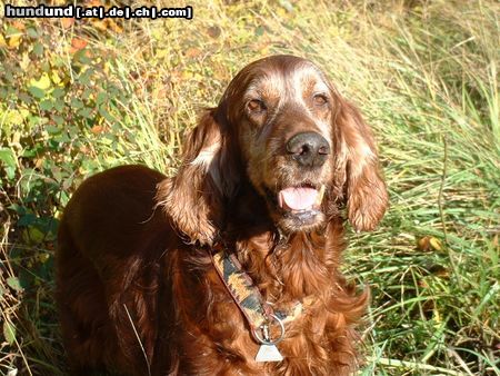 Irish Red Setter