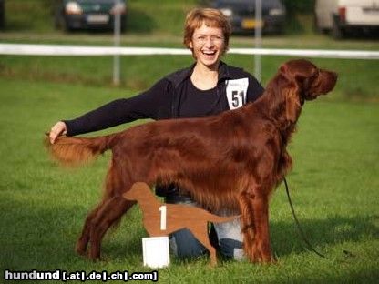 Irish Red Setter George Irish Man of Green Land