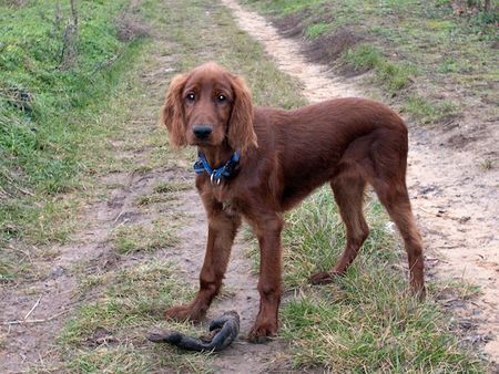 Irish Red Setter Komm spielen,Alan mit 4 Monaten