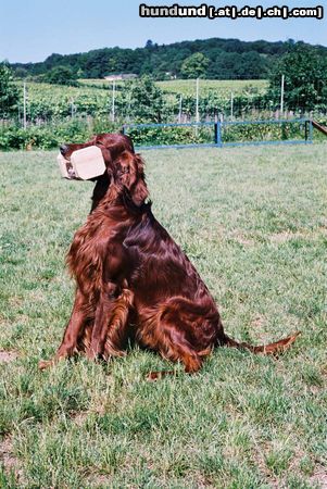 Irish Red Setter Harry vom Franzosenkeller beim Apportieren