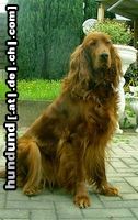 Irish Red Setter Ariella vom Talismann