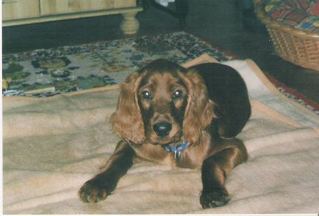 Irish Red Setter Unser Alan mit 14 Wochen