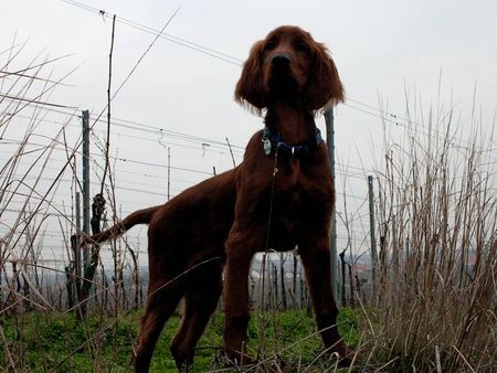 Irish Red Setter Ich seh alles,Alan mit 4 Monaten