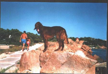 Irish Red Setter Joker