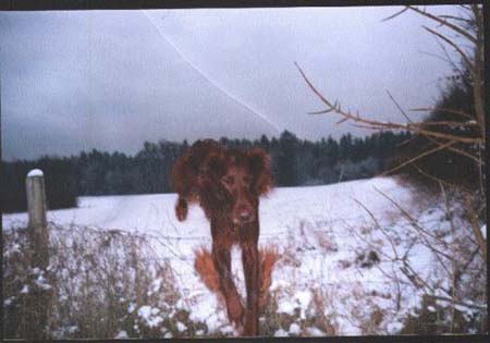 Irish Red Setter Joker