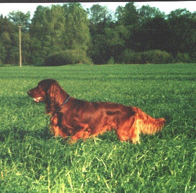 Irish Red Setter Joker