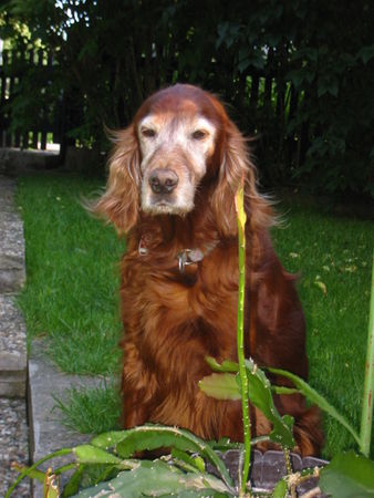 Irish Red Setter Es wird Zeit dass Ihr kommt, ich will Gassi gehen