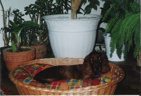 Irish Red Setter Das ist mein Körbchen