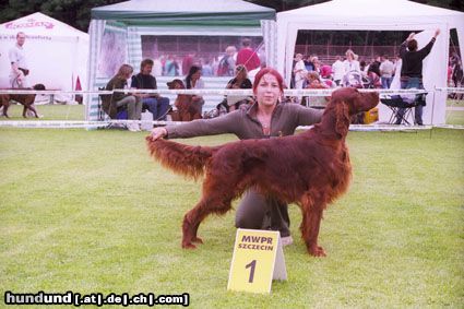 Irish Red Setter Junior PL Champion ALLODEE Cinammon's - available as stud for quality bitches