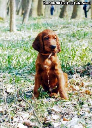 Irish Red Setter Allodee Cinammons, ages 3 months