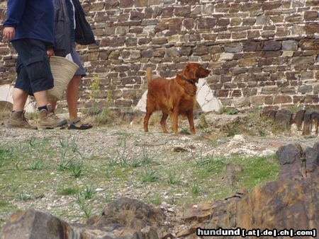 Irish Red Setter in der ferien