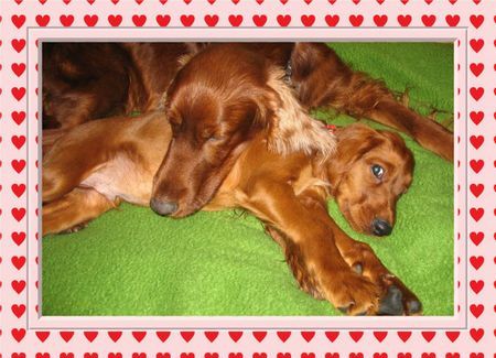 Irish Red Setter Abschied von Mama,Alan 11 Wochen alt