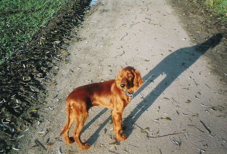 Irish Red Setter Unser Alan in der Wintersonne