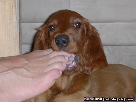 Irish Red Setter Hmm, lecker. Balouna probiert alles...