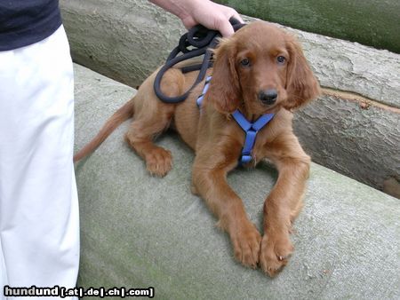 Irish Red Setter