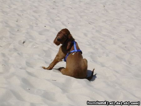 Irish Red Setter Balouna auf Rügen