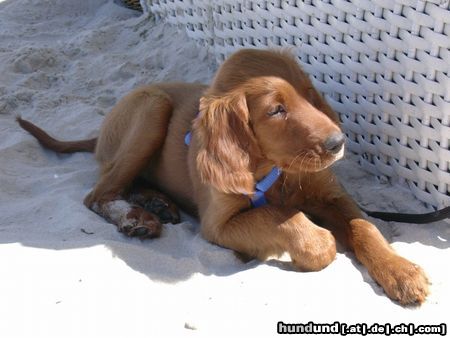 Irish Red Setter Balouna auf Rügen