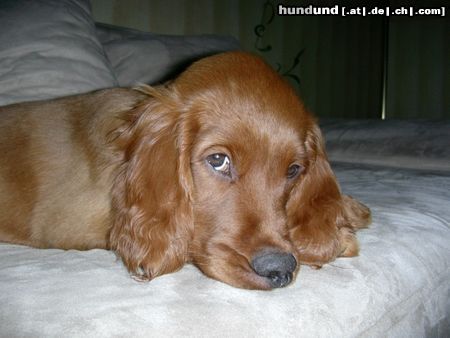 Irish Red Setter sweet Balouna