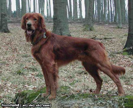 Irish Red Setter San Diego von Rothenburg