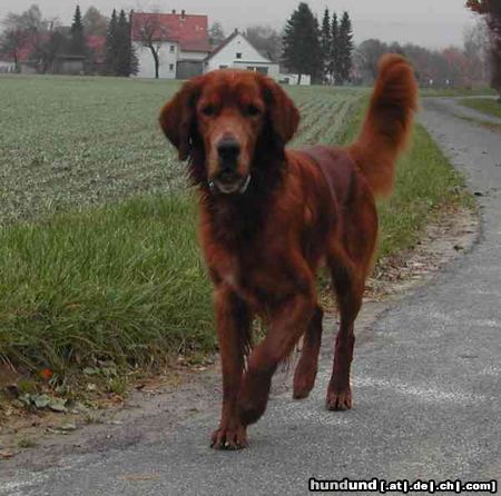 Irish Red Setter