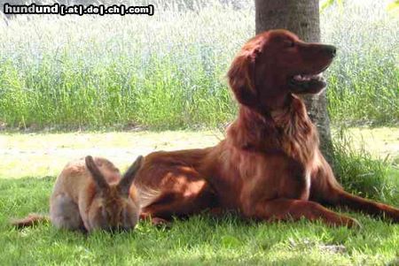 Irish Red Setter San Diego von Rothenburg und sein Kaninchen