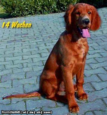 Irish Red Setter San Diego mit 14 Wochen