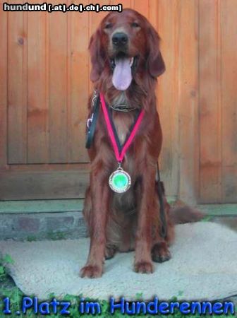 Irish Red Setter Mein Setter war der Schnellste...