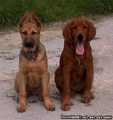 Irish Red Setter Cora und San Diego