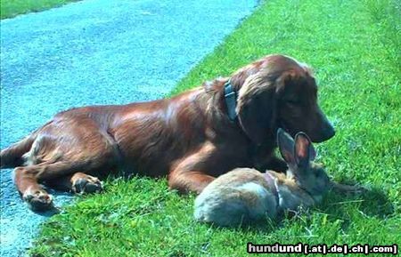 Irish Red Setter San Diego und sein Hauskaninchen