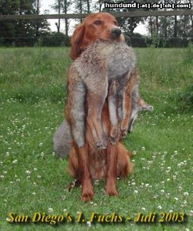 Irish Red Setter San Diego\'s erster Fuchs