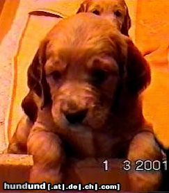 Irish Red Setter San Diego mit 5 Wochen