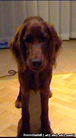 Irish Red Setter Alessa of Greenland Creek