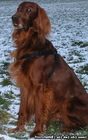 Irish Red Setter Na, wo bleibt mein Stöckchen?