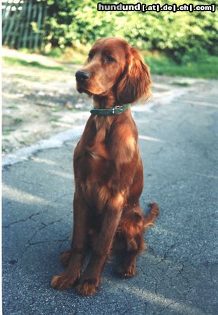 Irish Red Setter Amra