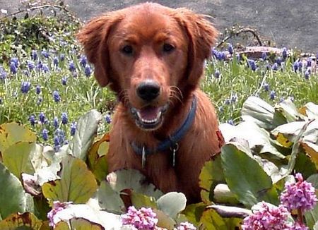 Irish Red Setter SAGS DURCH DIE BLUME