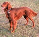 Irish Red Setter Unsere Asti in der Abendsonne