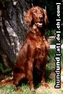 Irish Red Setter Unsere Asti.Ein Setter noch vom alten Schlag.