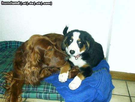 Irish Red Setter Bettey und Sally