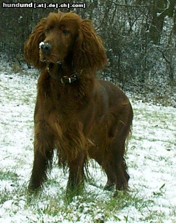 Irish Red Setter Arielle vom Talismann