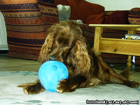 Irish Red Setter Betty und der Luftballon