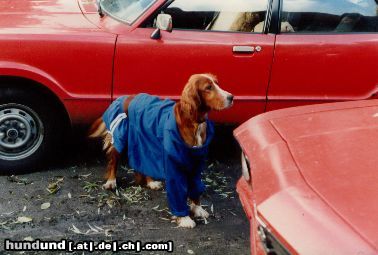 Irish Red Setter cindy in arbeitskleidung